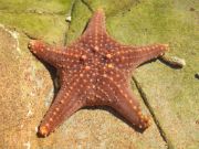 starfish a sea animal