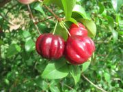 surinam cherry