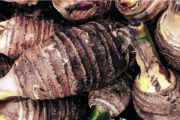 taro root | vegetable name