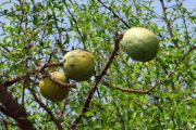 wood apple