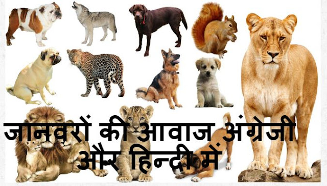 जानवरों की आवाज अंग्रेजी और हिन्दी में – Animal Voice In English - Numbers  Hindi